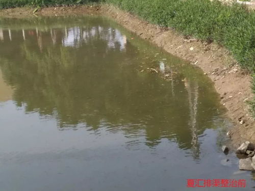 叮 這是東莞水污染治理的答卷，請(qǐng)您閱卷